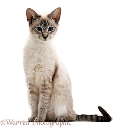 Blue tabby-point Siamese male cat photo Tabby Point Siamese, Siamese Cats Blue Point, Siamese Cats Facts, Cat References, Male Cat, Cat Anatomy, Rare Cats, Kitten Photos, Cat Reference