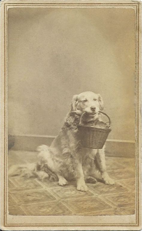 c.1865 cdv of golden retriever holding woven basket in his mouth. 2-cent orange tax stamp affixed to back. Photo by T.P. Collins, Westfield, Mass. From bendale collection Black Cat Aesthetic, Dog Illustrations, Vintage Animals, Golden Moments, Back Photo, Vintage Cats, Pet Photos, Dog Illustration, Old Dogs