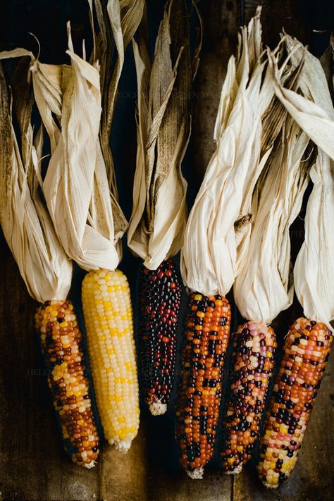 Dried Ornamental Corn Harvest Pictures Farms, Autumn Harvest Aesthetic, Corn Stalks Decorations, Corn Photography, Harvest Photography, Harvest Aesthetic, Corn Photo, Western Thanksgiving, Harvest Pictures