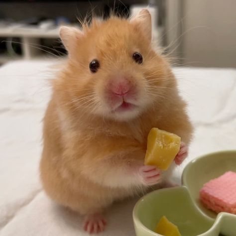 Teddy Hamster, Kandang Hamster, Hamster Pics, Hamster Life, Hamster Food, Cutest Pets, Animals Tattoo, Baby Hamster, Hamster Eating