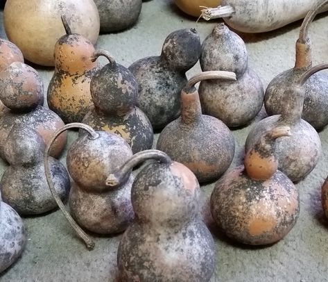 How To Carve Dried Gourds, How To Preserve Gourds, Large Gourd Ideas, How To Prepare Gourds For Painting, How To Make Bird Houses Out Of Gourds, How Do You Dry Out Gourds, How To Clean Dried Gourds, Painting Dried Gourds, How To Clean Gourds