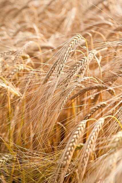 Barley field | Sarka Babicka Photography | Flickr Farming Land, Biblical Feasts, Wheat Sheaf, Golden Fields, Beta Glucan, Photography Autumn, Fields Of Gold, Wild Grass, Outdoors Tattoo