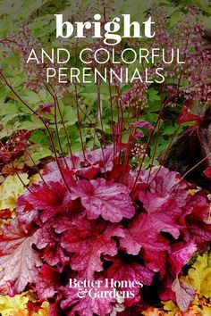 Tough Perennials, Shade Loving Plants, Shade Loving Perennials, Shade Garden Plants, Garden Wallpaper, Shade Flowers, Shade Perennials, Have Inspiration, Garden Yard Ideas