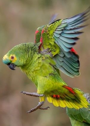 Amazon Parrot, Funny Parrots, Kinds Of Birds, Australian Birds, About Animals, Bird Pictures, Exotic Birds, Tropical Birds, Pretty Birds