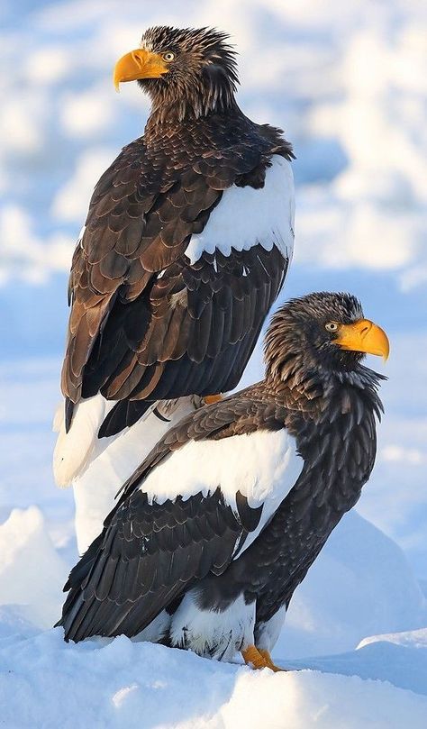 Steller's sea eagle (Haliaeetus pelagicus Steller Sea Eagle, Stellers Sea Eagle, Bird Photos Photography, Steller's Sea Eagle, Sea Eagle, Eagle Pictures, Bird Pictures, Alam Yang Indah, Birds Of Prey