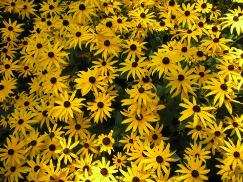 Rudbeckia - Black Eyes Susans Rudbeckia Hirta, Old Farmer, Deadheading, Black Eyed Susan, Black Eyed, Caicos Islands, Pitcairn Islands, Papua New Guinea, Eye Black