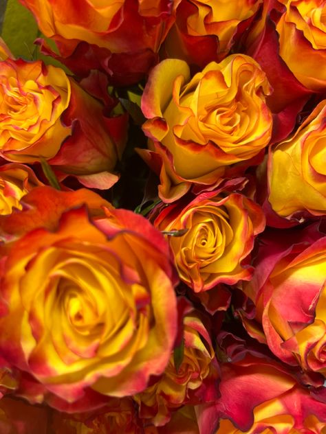 Yellow Red Aesthetic, Orange Aethstetic, Yellow And Red Aesthetic, Yellow Roses Aesthetic, Red Yellow Aesthetic, Orange Yellow And Red Aesthetic, Sun Altar, Red And Yellow Aesthetic, Red Orange Yellow Aesthetic