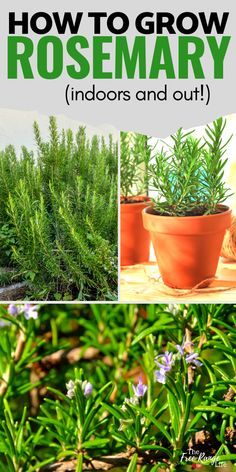 Rosemary Plants Landscaping, Rosemary In The Garden, Growing Rosemary In Pots, Rosemary Plant Care Outdoors, Is Rosemary A Perennial, How To Grow Rosemary From Seed, Growing Rosemary From Seed, Planting Rosemary Outdoors, How To Take Care Of Rosemary Plant