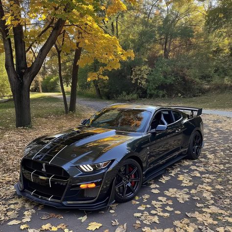 2020 Shelby Gt500, Shelby Truck, Gt350 Shelby, Shelby Cobra Gt500, Shelby Gt500 Super Snake, Mustang Shelby Gt 500, Mustang Shelby Cobra, Black Mustang, Mustang Gt500