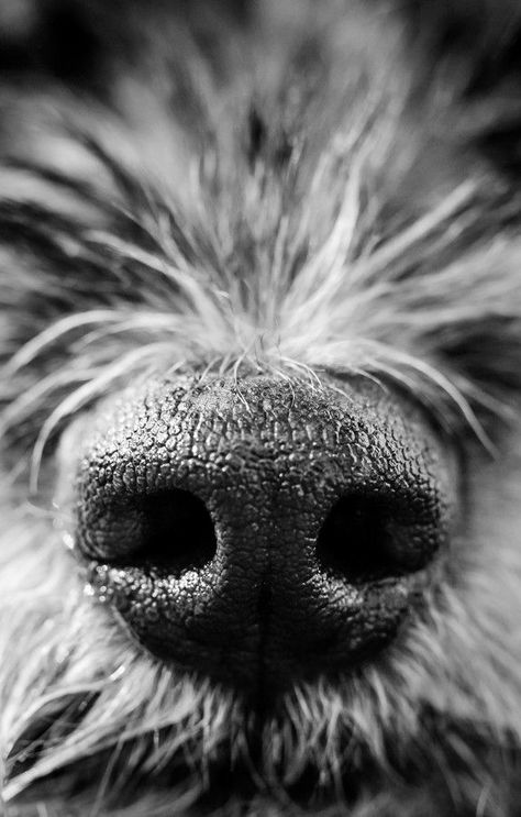 Dog Pictures Aesthetic, Macro Fotografie, Macro Photography Tips, Regard Animal, Foto Macro, Dog Photoshoot, Dog Nose, Black And White Dog, Texture Photography