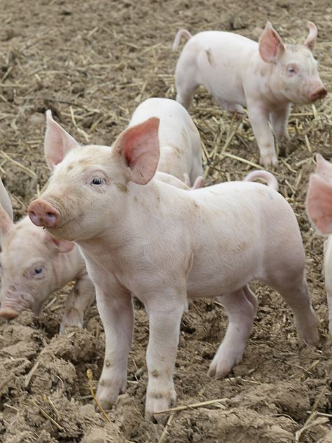 #Piglet on the farm. Figure Collage, White Pig, Animal Aesthetic, American Barn, Coop Plans, Collage Drawing, Pig Farming, Chicken Coop Plans, This Little Piggy