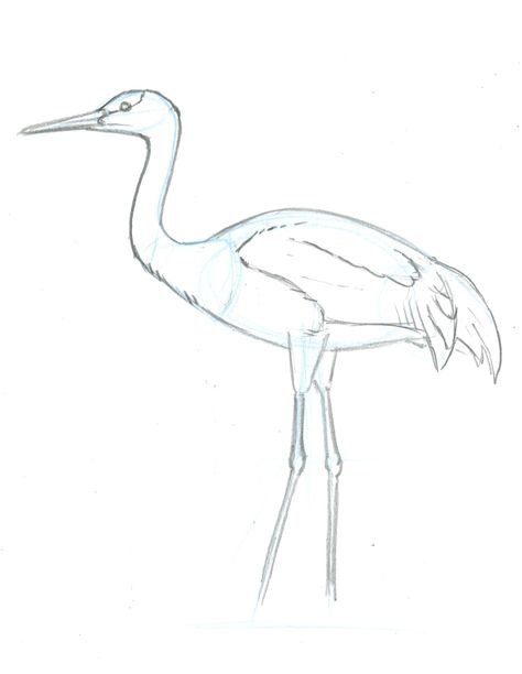 Sandhill Crane 4 • John Muir Laws Sandhill Crane Drawing, Crane Outline, Outline Drawing Tattoo, Seaside Images, John Muir Laws, Crane Drawing, Array Worksheets, Crane Dance, Garden Buddha