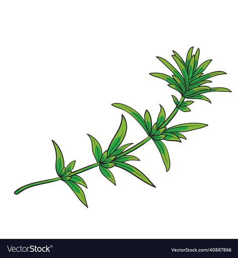 Sprouts Illustration, Thyme Plant Illustration, Mint Leaves Illustration, Herb Clipart, Vegetable Vector Illustration, Farm Logo, Thyme, Cartoon Illustration, Png Images