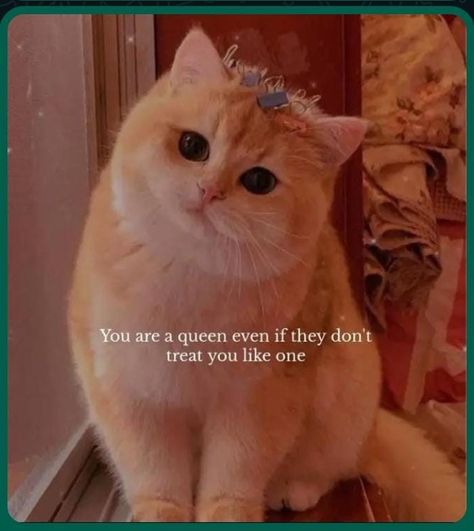 Cat Qoute Wallpaper, Cute Qoute Pics Aesthetic, Fresh Quotes, Sparkle Quotes, Jesus Scriptures, Happy Girl Quotes, Meaningful Pictures, Cute Animal Memes, Strong Mind Quotes