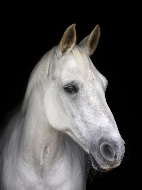 Horse Head Drawing, Photography Stock Photos, Connemara Pony, Horse Black, Pony Breeds, Horse Pics, Miniature Horses, Horse Profile, Horse Photo