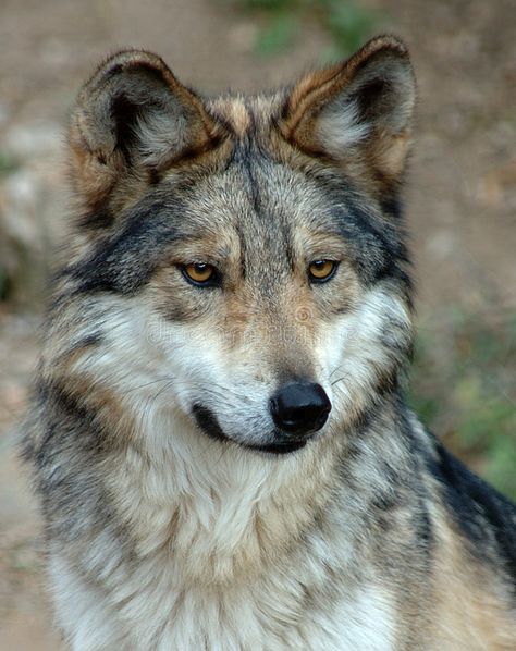 Mexican gray wolf. Close-up of a Mexican gray wolf #Sponsored , #Advertisement, #sponsored, #Mexican, #wolf, #Close, #gray Wolf Close Up, Mexican Grey Wolf, Italian Wolf, Wolf Puppies, Wolf Reference, Aesthetic Wolf, Mexican Wolf, Mexican Gray Wolf, Wolf Aesthetic