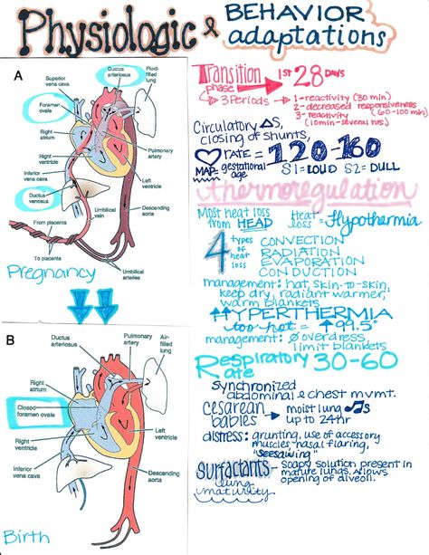 Neonatal Nurse Aesthetic Notes, Gynecology Notes, Neonatal Nurse Aesthetic, Simple Nursing Study Guides, Medical Essentials, Peds Nursing, Neonatal Nursing, Simple Nursing, Geriatric Nursing