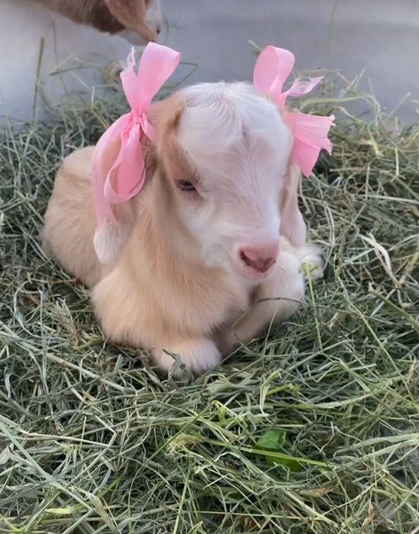 🎀🎀 Cute Farm Aesthetic, Croquette Widgets, Cute Goat Aesthetic, Baby Goats Aesthetic, Cute Goat Art, Pet Goats, Pets Aesthetic, Sheep Cute, Mini Goats