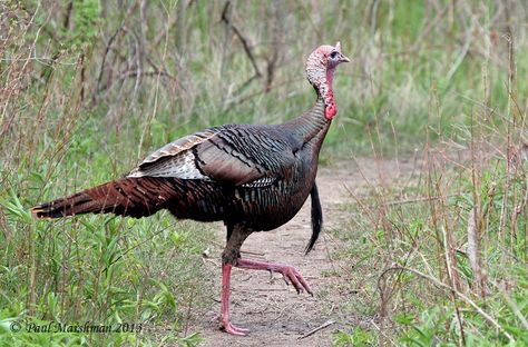 Wild Turkey (Meleagris gallopavo) Turkey Pics, Turkey Drawing, Turkey Images, On The Wings Of Love, Turkey Art, Pheasant Hunting, Wild Turkey, Turkey Hunting, Bird Hunting