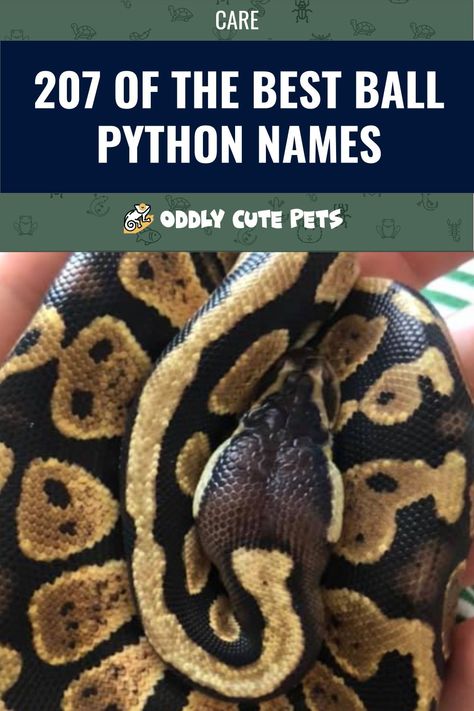 Looking for a great name for your pet ball python? We've compiled the best ball python names covering a wide variety of categories. Take a look at our list to get an interesting new idea for your snake's name. #animals #pets #reptiles #snakes #ballpython Ball Python Name Ideas, Snake Names Pets, Ball Python Names, Snake Names Ideas, Pet Snake Names, Snake Terrarium Ideas Ball Python, Pet Ball Python, Snake Names, Baby Ball Python