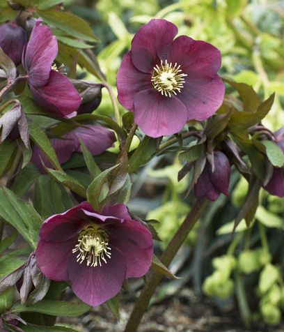 Helleborus Orientalis, Plant Portrait, Lenten Rose, Yorkshire Uk, Garden Images, Flower Phone Wallpaper, Plant Care, Yorkshire, Garden Plants