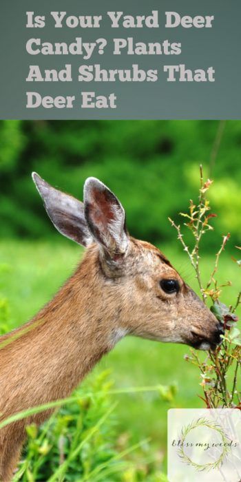 deer | plants that deer eat | shrubs that deer eat | plants and shrubs that deer eat | mountains | garden | plants | shrubs | food | deer food #deer #garden #plants #shrubs #mountains #plantsandshrubsthatdeereat How To Attract Deer, Deer Lease Ideas, Deer Food Plots Ideas, Cottage Core Recipes, Deer Resistant Landscaping, Deer Habitat, Food Plots For Deer, Fruit Trees In Containers, Deer Food