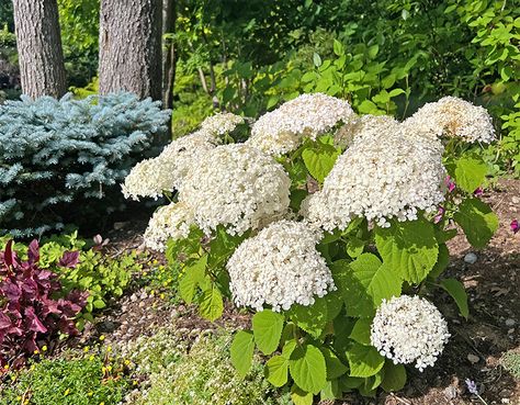 I Love the Wee White Hydrangea | GardenLady.com Invincible Wee White Hydrangeas, Wee White Hydrangea, Mini Hydrangeas, Hydrangea Landscaping, Smooth Hydrangea, Hydrangea Arborescens, Small Shrubs, Long Flowers, Hydrangea Not Blooming