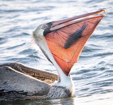 Pretty Animals, Jolie Photo, Bird Photography, Animal Photo, Nature Animals, Banksy, Sea Creatures, Beautiful Creatures, Beautiful Birds