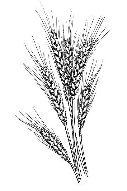 Wheat Drawing, Wheat Tattoo, Wheat Vector, Ornamental Tattoo, Hand Drawn Vector Illustrations, Wood Burning Patterns, Wood Burning Art, Hand Drawn Vector, Black And White Drawing