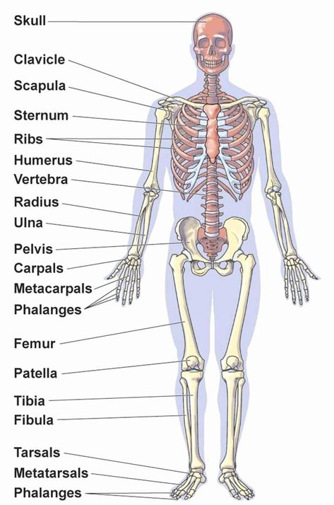 Appendicular Skeleton Worksheet Answers New Anatomy Appendicular Skeleton Bones – Chessmuseum Template Library Major Bones Of The Skeleton, 206 Bones Human Skeleton List, Skeleton And Muscles Anatomy, The Skeletal System Notes, 206 Bones Human Skeleton, Axial Skeleton Anatomy, Skeleton System Anatomy, Skeletal System Anatomy Notes, Skeleton Worksheet