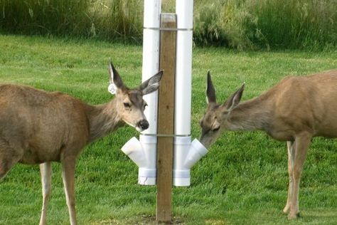 pvc pipe diy projects | Deer Feeder Homemade Pvc Pipe http://www.predatormastersforums.com ... Goat Minerals, Pvc Deer Feeder, Pvc Feeder, Hunting Ideas, Deer Feeders, Hunting Diy, Deer Hunting Tips, Quail Hunting, Deer Camp