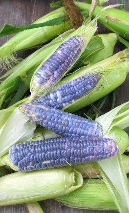 Black Corn, Glass Gem Corn, Popcorn Seeds, Purple Board, Indian Corn, Corn Seed, Corn Plant, Blue Corn, Blue Jade