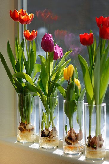 Indoor Tulips . . . Step 1 - Fill a glass container about 1/3 of the way with glass marbles or decorative rocks. Clear glass will enable you to watch the roots develop . . . Step 2 - Set the tulip bulb on top of the marbles or stones; pointed end UP. Add a few more marbles or rocks so that the tulip bulb is surrounded but not covered (think support). . .Step 3 - Pour fresh water into the container. The water shouldn't touch the bulb, but it should be very close, so that the roots will grow i... Plants Grown In Water, Tanaman Air, Growing Tulips, Taman Air, Indoor Water Garden, Growing Bulbs, نباتات منزلية, Gardening Hacks, Tulip Bulbs