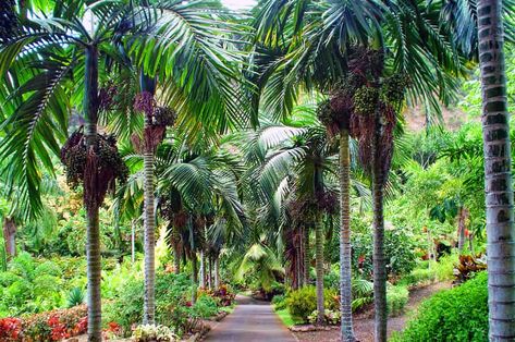 15 Best Things to Do in Kahului (Hawaii) - The Crazy Tourist Kahului Hawaii Things To Do In, Kahului Hawaii, United States Botanic Garden, Maui Itinerary, Lewis Ginter Botanical Garden, Endangered Plants, Hawaii Things To Do, Denver Botanic Gardens, Trip To Maui