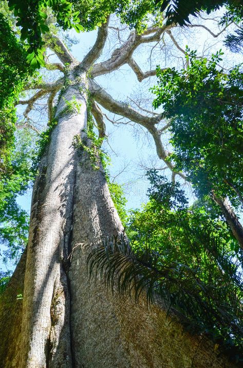 Giant Kapok tree in the Amazon rainforest, Tambopata National Reserve, Peru. Pic #Sponsored , #Affiliate, #SPONSORED, #tree, #Giant, #rainforest, #Amazon Amazon Rainforest Trees, Amazon Rainforest Plants, Kapok Tree, Rainforest Trees, Rainforest Theme, Rainforest Plants, Jungle Tree, The Amazon Rainforest, Big Tree