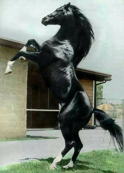 Black Arabian Horse, Rare Horse Breeds, Heavenly Creatures, Horse Rearing, Rare Horses, Beautiful Horse Pictures, Beautiful Arabian Horses, Black Stallion, Horse Wallpaper