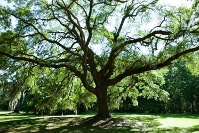 A large oak in a big yard will be a focal point for a landscape plan. Oak Trees Landscaping, Landscaping Trees, Organic Mulch, Live Oak Trees, Big Yard, Large Tree, Landscape Plans, Shade Trees, Small Yard