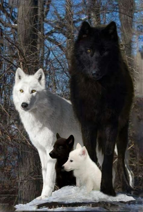 Lup Singuratic, Wolf Photos, Wolf Spirit Animal, Wolf Love, Beautiful Wolves, Pretty Animals, Majestic Animals, Wild Dogs, White Wolf