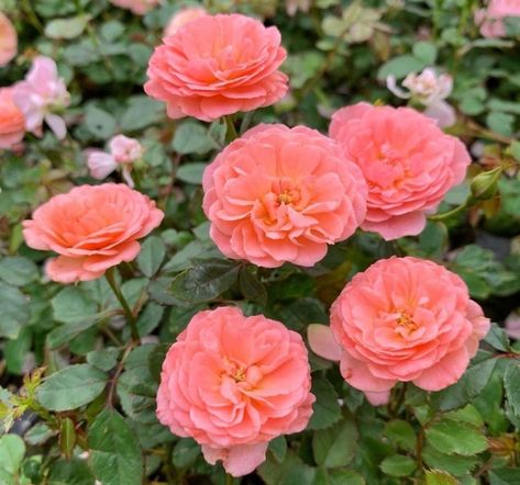 Top 10 Drift Roses Colors - SONG OF ROSES Apricot Drift Roses Landscape, Apricot Drift Rose, Zone 6 Plants, Roses Colors, Roses Plants, Drift Roses, Pink Perennials, Ground Cover Roses, Color Songs