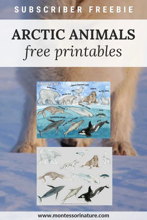 Free Printable - Arctic Animals - Montessori Nature Printables Arctic Animals Printables, Arctic Animals Preschool Activities, North Pole Animals, Arctic Animals Preschool, Arctic Habitat, Nature Printables, Antarctic Animals, Animal Activities For Kids, Animal Printables