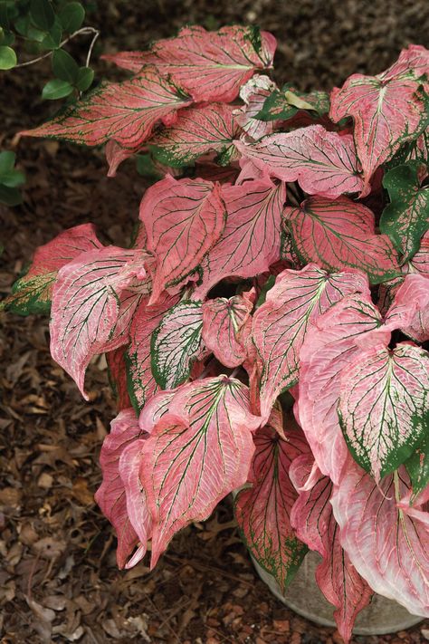 Our Favorite Caladiums Symphony Caladium, Caladium Garden, Shade Plants, Foliage Plants, Colorful Leaves, Shade Garden, Outdoor Plants, Growing Plants, Tropical Plants