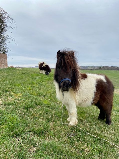 #minishetland #minipony Shetland Pony Aesthetic, Miniature Shetland Pony, Mini Shetland Pony, Wallpaper Horse Aesthetic, Sketch Horse, Pony Photography, Mini Shetland, Pony Aesthetic, Wallpaper Horse