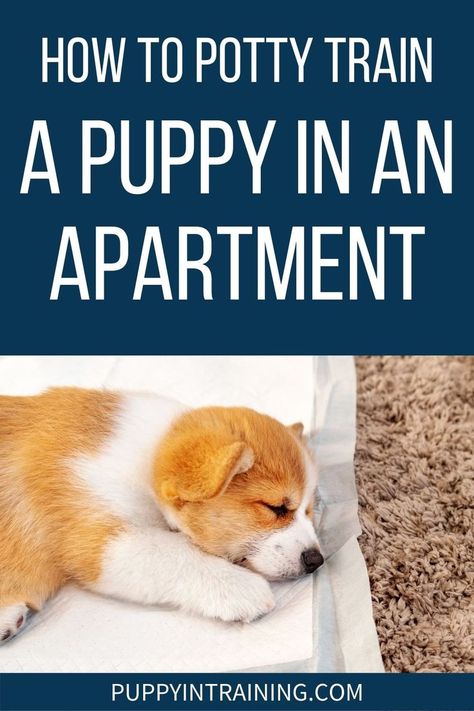 How To Potty Train A Puppy In An Apartment - Corgi puppy sleeping on a pee pad Raising A Puppy In An Apartment, Pad Training A Puppy, How To Potty Train A Puppy On A Pad, How To Train Your Puppy To Pee Outside, How To Train A Puppy To Pee On Pad, Puppy Potty Training Schedule Printable, How To Train Your Dog To Use Pee Pads, How To House Train A Puppy, Puppy Pad Training Tips