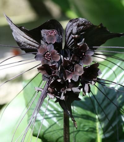 ✿Garden of Darkness✿ Black Bat Flower, Tacca Chantrieri, Bat Plant, Jump Dance, Witchy Garden, Bat Flower, Flying Bat, Goth Garden, Strange Flowers