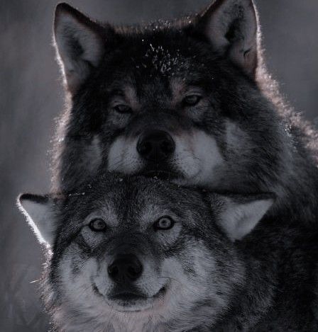 Werewolf Aesthetic, Wolf Photos, Wolf Spirit Animal, Wolf Love, Wolf Pictures, Wolf Spirit, Beautiful Wolves, Black Wolf, Wolf Dog