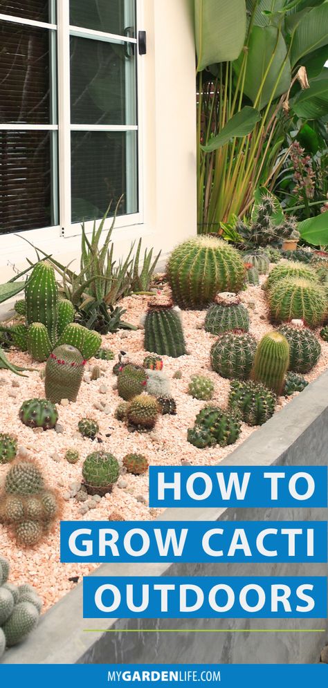 Cacti are the ultimate low-maintenance, drought-tolerant selections for landscaping. They’ll adapt to any warm, sunny position, from their native desertscape to a potted plant on a big-city balcony. Check out our top tips and learn how to grow cacti outdoors. Cactus Growing Tips, Potted Cactus Garden, Cactus In Pots Outdoor, Cactus Plants Outdoor, Cactus Garden Outdoor, City Balcony, Cactus Garden Landscaping, Small Cactus Plants, How To Grow Cactus