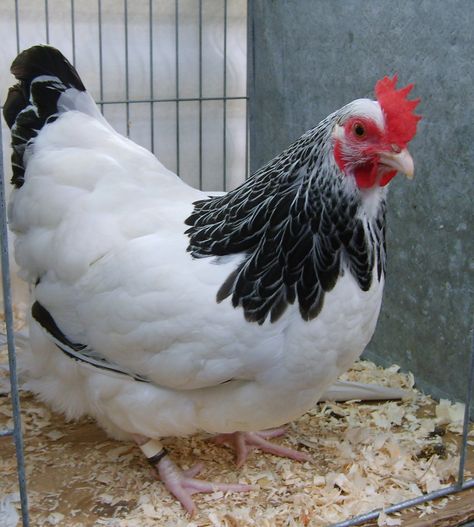 Sussex Bantam Small Chicken Breeds, Sussex Chicken, Bantam Chicken Breeds, Poultry Breeds, Cute Chicken Coops, Bantam Chickens, Fancy Chickens, Beautiful Chickens, Small Chicken