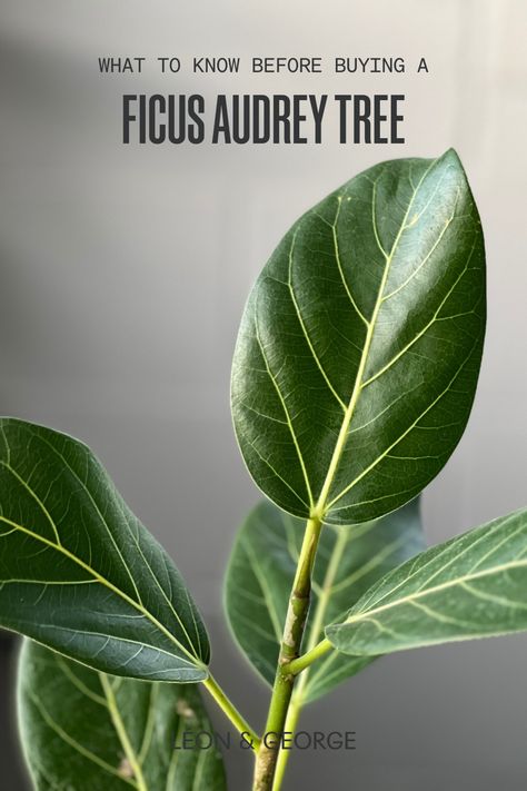 Ficus Audrey Indoor, Ficus Audrey Care, Ficus Audrey Tree, Ficus Varieties, Ficus Tree Indoor, Audrey Ficus, Ficus Audrey, Plant Care Tips, Orchid Bark