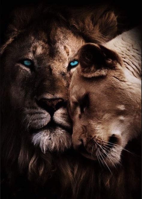 King And Queen Wallpaper, King And Queen Lion, Lion King And Queen, Lioness Quotes, Lion Face Drawing, Lion Hunting, Queen Wallpaper, Asiatic Lion, Old Warrior