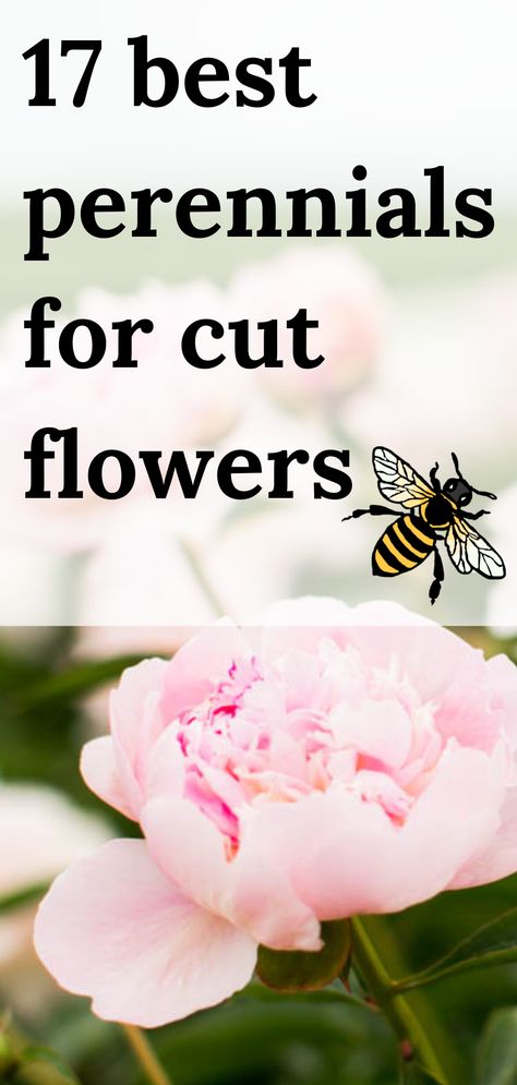 peony flowers Best Perennials For Cut Flowers, Cut Flower And Vegetable Garden, Easy To Grow Perennial Flowers, Zone 4 Flower Garden, Perrenial Flowers For Cut Garden, Longest Lasting Cut Flowers, Cut Flower Perennials, How To Plant A Cut Flower Garden, Best Flowers For A Cut Flower Garden